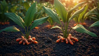 Turmeric Makes Backyard Beds More Useful Fast