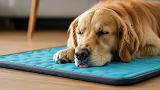 Beat Humid Heat With Specialized Cooling Mats For Indoor Pets