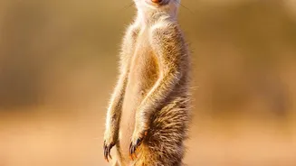 MeerKAT Detects Radio Bursts Coming From Beta Pictoris b
