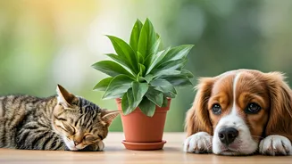 Plant Safety Is Now Must-Know Pet Content