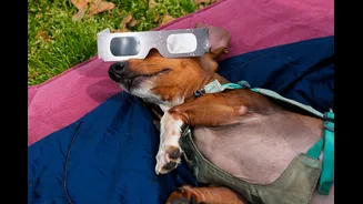 Por que os animais se comportam de forma estranha durante um eclipse solar?
