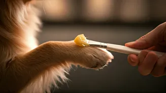 How Soft Pet Balms Heal Painful Monsoon Pododermatitis Conditions