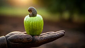 Goa's Elusive Elixir: Unveiling the 8-Week Summer Secret of Urrak