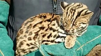 Cheetahs On The Road To Nowhere