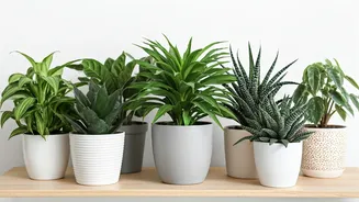 Air-Purifying Houseplants: Breathe Easier Indoors
