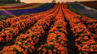 A 400-Flower Daily Harvest Powers This Udupi Floriculture Experiment
