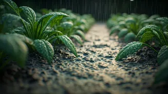 Rainy Gardens Need Less Water, More Air