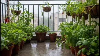The Reader-Service Questions to Ask About Monsoon Balcony Micro-Gardens and Greens, Gourds, Chillies and Herbs