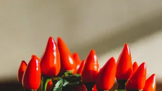 Inside Growing Thai Chillies In Pots: Harvesting Chillies As They Ripen