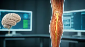 Weak Legs May Signal Brain Decline Risk
