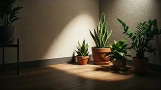 Low Light Corners Need Hardier Plant Choices