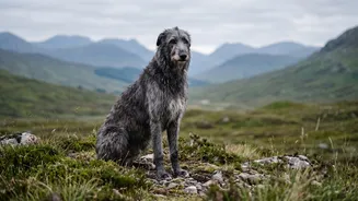 Inside DNA Study On Why Large Dogs Age Faster: DNA Changes May Help Explain Size-Related Lifespan Gaps