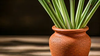 Arrange Fresh Lemongrass Stalks Terracotta Vases Natural Bug Repellent