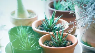 How To Choose Low-Water Plants For A Rainy-Season Balcony