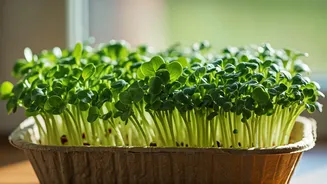 Grow Fresh Aromatic Microgreens Inside Recycled Cardboard Trays