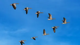 Global Assessment Finds Migratory Birds Losing Ground Across Key Flyways