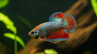 Surprising Aquarium Longevity: 5 Fish That Can Outlive Your Expectations