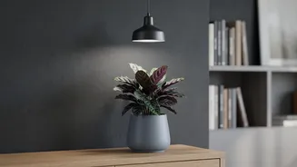 The Houseplant Light Routine Is A Simple Adjustment Rather Than A Cure-All