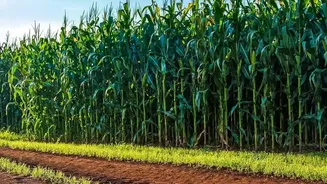 India's Three Growing Seasons Gives Indian Gardeners a New Reason to Review Kharif Timing