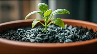 Balcony Gardening Tips Use Diluted Wood Ash Combat Damp Pests