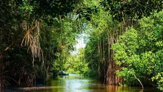 How Mangrove Afforestation Projects Form Bio-Shields Defense Against Eastern Coast Storm Surges