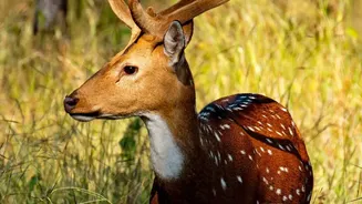 How To Understand Wildlife Conservation Findings In Indian Reports