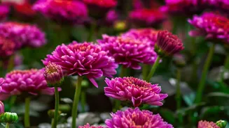 Why Gardeners Plant Chrysanthemums And Marigolds In October For Colorful Festive Home Displays