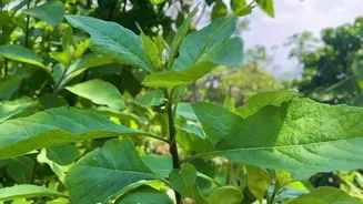 Bitterleaf: The ultimate wellness herb you need