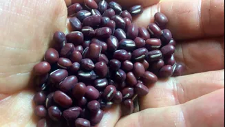 Adzuki beans v/s mung beans: Which is better for you?