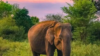 August Monsoon Safaris Are Offering Travellers A Different View Of Nature