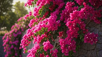Bougainvillea Will Go Wild Without June Pruning