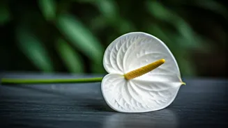 Propagating White Anthuriums Is The Newest Aesthetic Gardening Trend