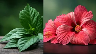 Hibiscus for Hair: Leaves vs. Petals for Ultimate Growth & Shine
