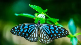 Seasonal Nature Changes: How Urban Green Corridors Aid Autumn Butterfly Migration Routes