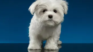 Dog Paw Cleaning: How Works Better With Pet-Safe Wipes Than Harsh Household Cleaners