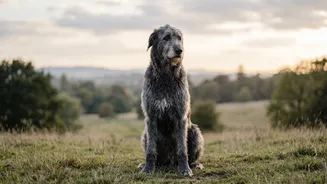 DNA Study On Why Large Dogs Age Faster: Researchers Studied Hundreds Of Dogs Across Many Breeds