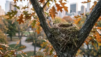 Noticing City Wildlife: Why Reduced Foliage Exposes Hidden Urban Bird Nests In Autumn