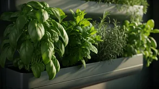 Urban Dwellers Embrace Sustainable Cooking Using Vertical Kitchen Herb Gardens