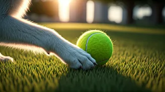 Mumbai Edging Out Delhi Sparks Playful Pet Capital Wars