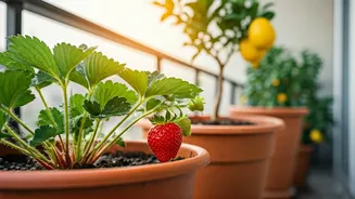 Balcony Fruit Growing Needs Patience And Sunlight