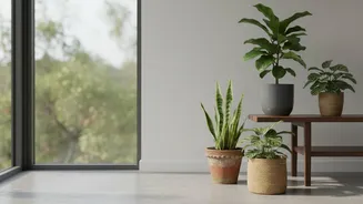 Keep Window Direction And Available Space Together In Notes For Houseplant Shopping