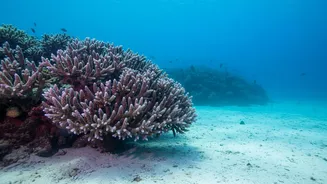 How Marine Scientists Deploy Heat Resistant Coral Varieties To Rebuild Damaged Barrier Reefs