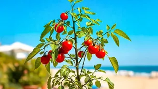 August's Heat-Humidity Balcony Test Adds New Weight To Choosing Resilient Plants