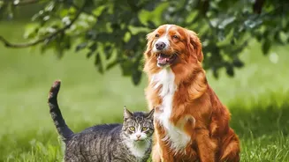 Do Not Lure a Shy Pet Closer than It Wants to Come