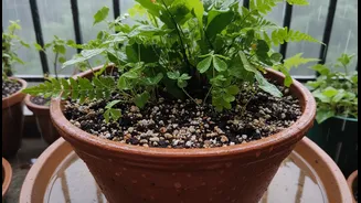 Why Your Balcony Soil Needs Perlite And Coarse Sand To Survive Continuous Monsoon Rains