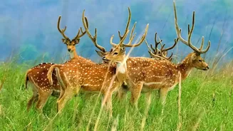 Ranthambore's 40,000-Registration Rush: The Limits Around Official Booking Portals