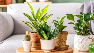 Why Foolproof Indoor Houseplants Make Perfect Room Accents For Beginners With Busy Daily Schedules