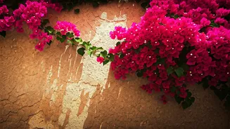 Bougainvillea: India's Beloved Climber's Journey from 18th Century Exploration to Local Gardens