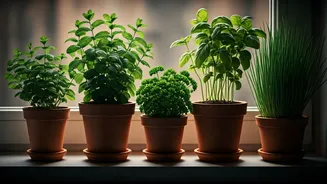 The Urban Herb Blueprint: 4 Low-Light Windowsill Plants Revealed