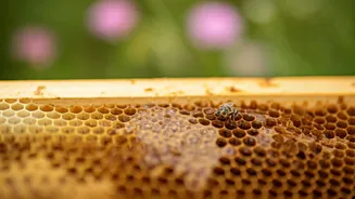 GI-Tagged Sulai Honey: Sweetening the Fortunes of Ramban's Beekeepers